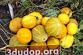 Melon Sheker (varietas Khandalyak)