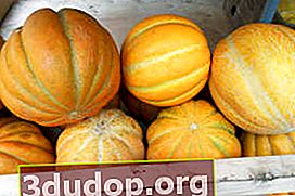 Melon éthiopien (Cantaloup cultivar Charente)