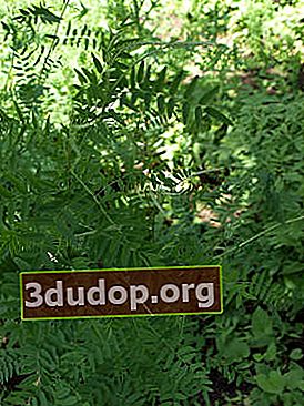 Pennyweed Alpine (Hedysarum alpinum)