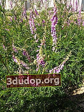 Pennyweed alpin (Hedysarum alpinum)