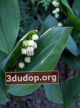 May lily of the valley (Convallaria majalis)
