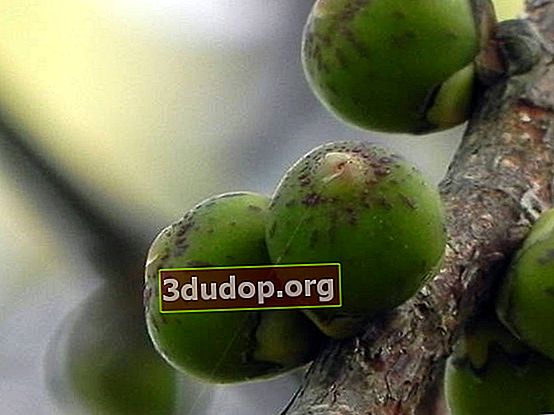 Helig ficus (Ficus religiosa), pseudofrukter - Siconia