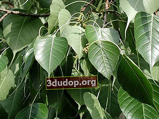 Ficus sakral (Ficus religiosa), daun dengan ujung ditarik