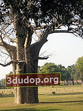 Ficus sacré au mausolée d'Akbar (Agra, Inde)