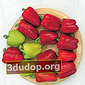 De bästa sorterna av paprika för öppen mark och filmskydd