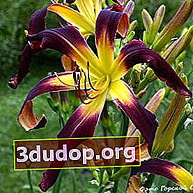 Daylily hybrid sammetband - spindel