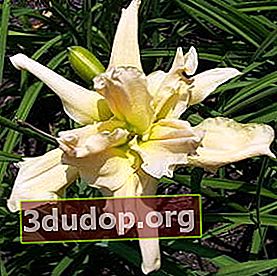 Daylily hybrid Fluttering Beauty-멀티 폼