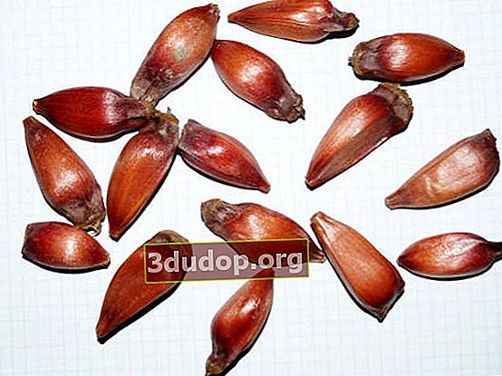 칠레 araucaria 씨앗