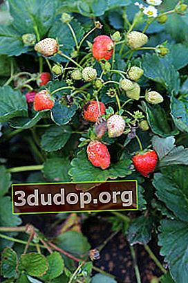 Kebun strawberry Yummy F1
