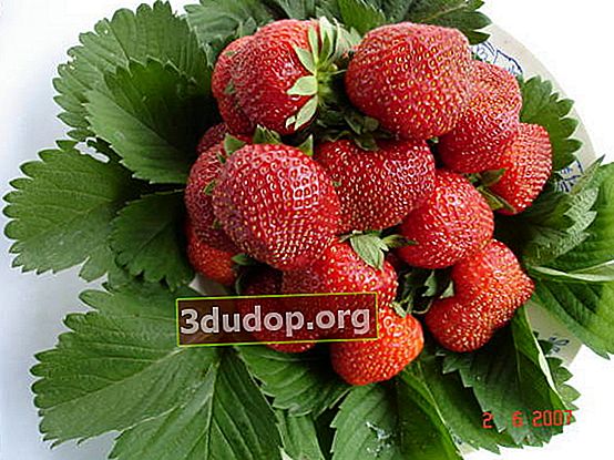 Gödselmedel för jordgubbar