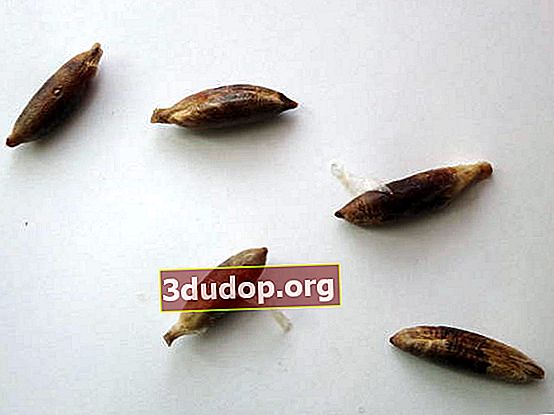 Semințe cu înveliș fibros și embrion
