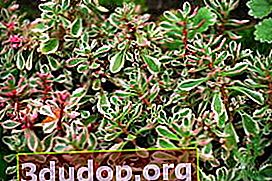 Sedum faux tricolore