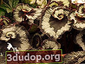 ต้นดาดตะกั่ว Royal Begonia Escargot