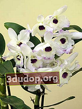 Dendrobium 귀족