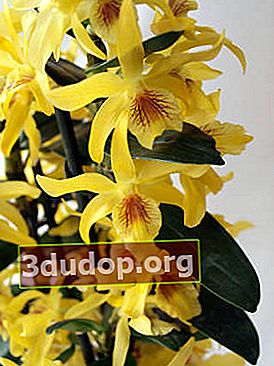 Debu Bintang hibrid Dendrobium