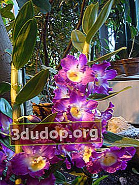 Mulia Dendrobium