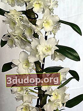 Dendrobium noble