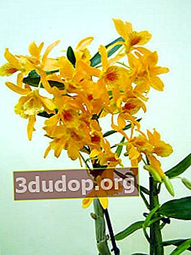 Dendrobium 하이브리드 오렌지 로얄