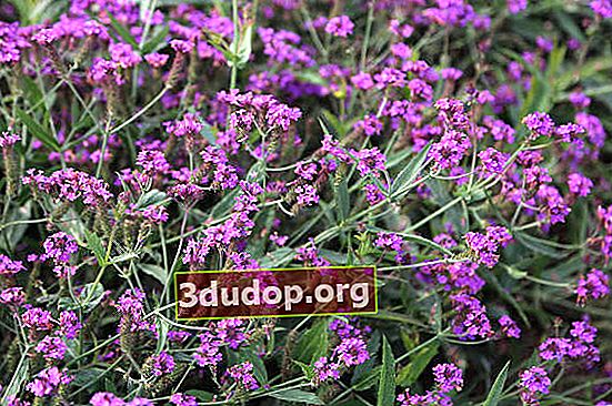 Verbena rigida Santos Purple