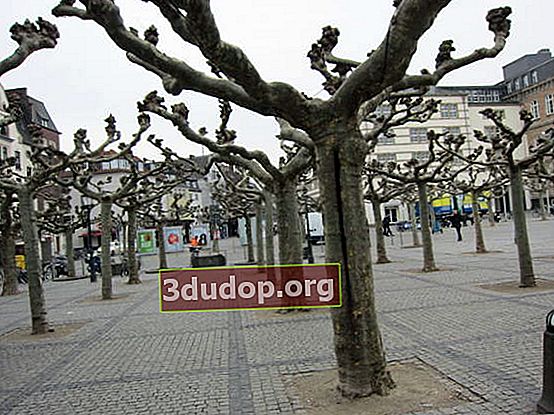 Lindenträd i Düsseldorf
