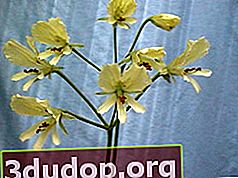 Pelargonium articulatum - floare
