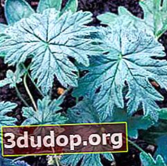 Pelargonium articulatum - daun