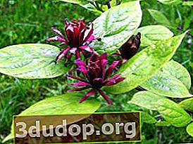 Calicant înflorit (Calycanthus floridus)