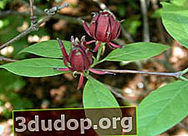 Calicant înflorit (Calycanthus floridus) Margarita
