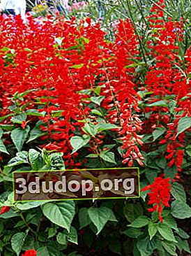 Salvia mousseux taille russe