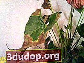 Taches sur les feuilles d'anthurium dues à l'engorgement du sol