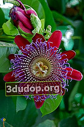 Passiflora tetrahedral (Passiflora quadrangularis)
