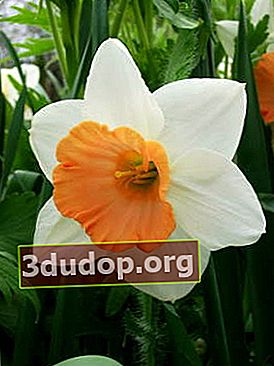 Narcissus persikor och grädde