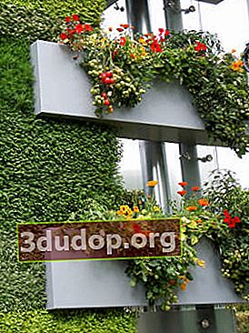 Tomater på balkongen - en trendig hobby (Chelsea 2011)