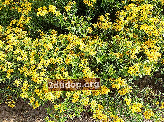 Radiant marigold (Tagetes lucida) Tarragon Meksiko