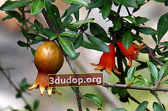 일반적인 석류 (Punica granatum)