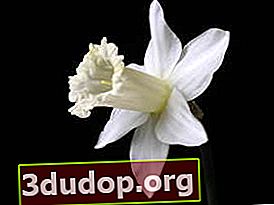Narcissus Beersheba (kelompok tubular)