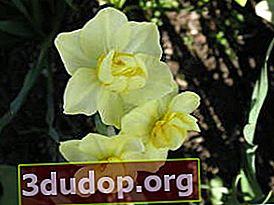 Narcissus Yellow Cheerfulness (grup terry)