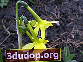 Narcissus Hawera (kelompok Triandrus)