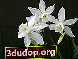 Narcissus Thalia (kelompok Triandrus)