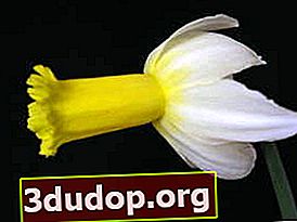 Narcissus Phalarope (kelompok cyclamen)
