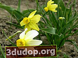 Narcissus Beryl (kelompok cyclamen)