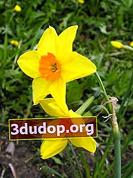 Narcissus Suzy (kelompok Jonquiliform)