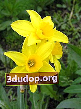 Rantai Emas Daffodil (kelompok Jonquiliform)