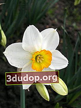 Daffodil Geranium (kelompok bakung)