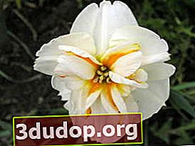 Narcissus Palma Giovanni (groupe couronne fendue)
