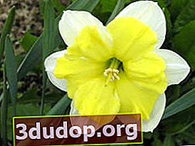 Narcissus Grapillon (groupe couronne fendue)