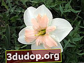 Narcissus Pasteline (kelompok mahkota terbelah)