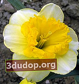 Narcissus Curly (kelompok bermahkota besar)