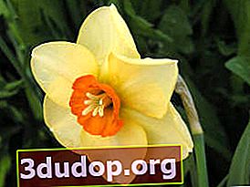 Narcissus Altruist (kelompok bermahkota kecil)