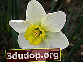 Narcissus Eminent (kelompok dengan mahkota kecil)